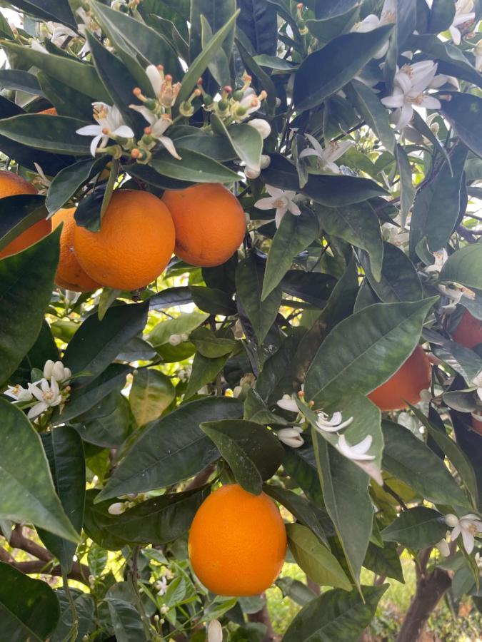 Profumo Di Zagara Βίλα Fiumefreddo di Sicilia Εξωτερικό φωτογραφία